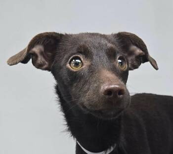 Pansy -  Chihuahua and Miniature Pinscher Dog for Adoption in New York, New York - Pansy | PetCurious