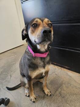 Rottweiler Dogs Available for Adoption in Roosevelt, Utah - Luna | PetCurious