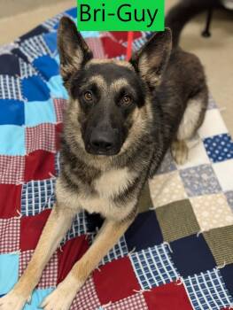 Bri-Guy -  German Shepherd Dog Dog for Adoption in Mount Vernon, Ohio - Bri-Guy | PetCurious