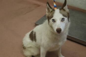 NOVA -  Mixed Breed Dog for Adoption in Columbia, South Carolina - NOVA | PetCurious