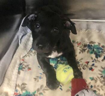 Labrador Retriever and Mixed Breed Dogs Available for Adoption in Parma, Ohio - Bart | PetCurious