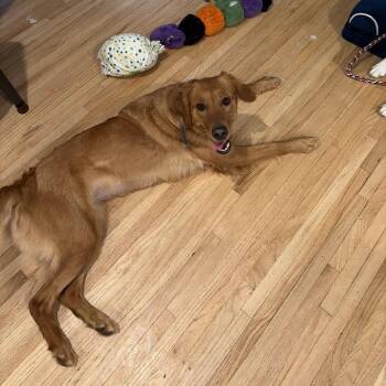 FOUND SW Rochester -  Golden Retriever Dog for Adoption in Rochester, Minnesota - FOUND SW Rochester | PetCurious