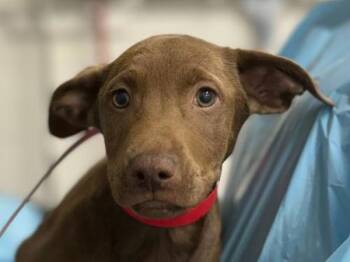 Labrador Retriever and Pit Bull Terrier Dogs Available for Adoption in Portland, Oregon - Blanche | PetCurious