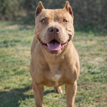 Zelda -  American Bully Dog for Adoption in Whittier, California - Zelda | PetCurious