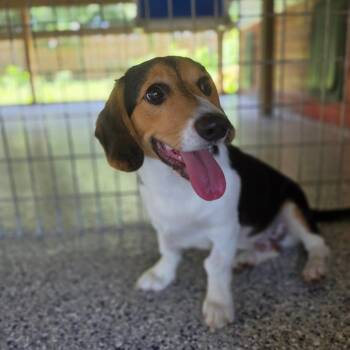 Sharky -  Beagle and Corgi Dog for Adoption in Chesapeake, Virginia - Sharky | PetCurious