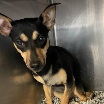 Shy -  Chihuahua and Mixed Breed Dog for Adoption in Port Charlotte, Florida - Shy | PetCurious