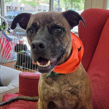 Rocket -  Mixed Breed Dog for Adoption in Shelby, North Carolina - Rocket | PetCurious