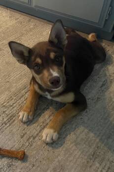 Hazel -  Australian Cattle Dog Blue Heeler and German Shepherd Dog Dog Available for Adoption in Palm Desert, California - Hazel | PetCurious