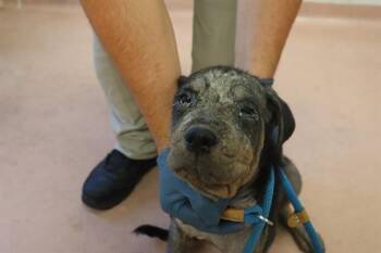 BLAKE -  Mixed Breed Dog for Adoption in Columbia, South Carolina - BLAKE | PetCurious