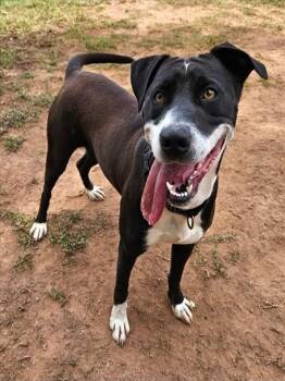 PENNY -  American Staffordshire Terrier and Mixed Breed Dog for Adoption in York, South Carolina - PENNY | PetCurious