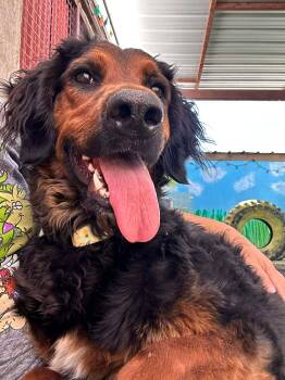 Bernese Mountain Dog and Sheepadoodle Dogs Available for Adoption - Daphne | PetCurious