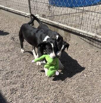 Labrador Retriever and Border Collie Dogs Available for Adoption in Fremont, Nebraska - Ross | PetCurious