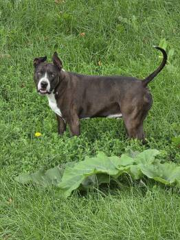 Tyson -  American Bulldog Dog for Adoption in Merrillville, Indiana - Tyson | PetCurious