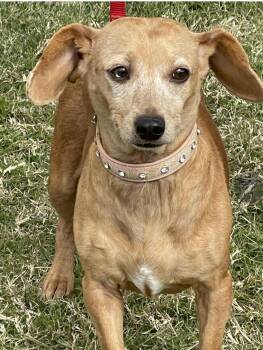 Chiweenie Dogs Available for Adoption - Miss Penny | PetCurious