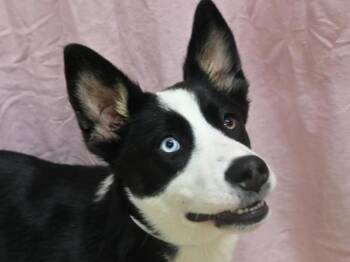 Siberian Husky and German Shepherd Dog Dogs Available for Adoption in Portland, Oregon - Romi | PetCurious