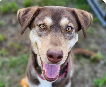 Amber -  Jindo and Shepherd Dog for Adoption in San Ramon, California - Amber | PetCurious