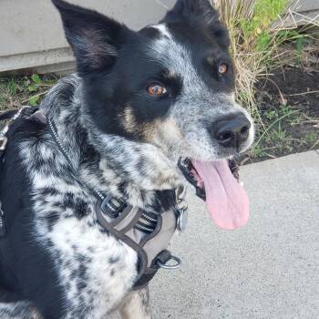 Grayson -  Australian Cattle Dog Blue Heeler Dog for Adoption in Fresno, California - Grayson | PetCurious
