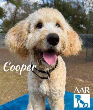 Poodle and Sheep Dog Dogs Available for Adoption - Cooper | PetCurious