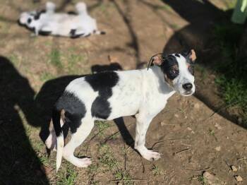 Rescue Terrier Dogs for Adoption in Dover, Arkansas - Camero | PetCurious