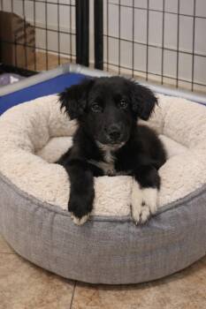 Mixed Breed Dogs Available for Adoption - ANNABEL | PetCurious