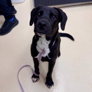 Metro -  Mixed Breed Dog for Adoption in Winston-salem, North Carolina - Metro | PetCurious