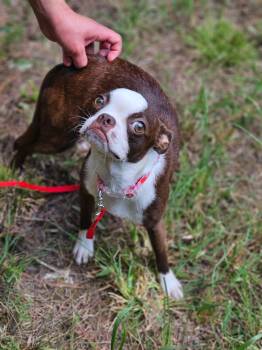 Lilly -  Boston Terrier and Chihuahua Dog for Adoption - Lilly | PetCurious