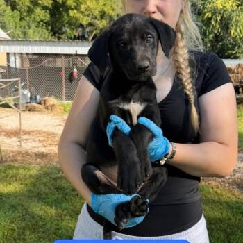 Hades -  Black Labrador Retriever Dog for Adoption in Woodstock, Ontario - Hades | PetCurious
