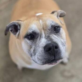 Ruth -  Mixed Breed Dog for Adoption in Madison, Wisconsin - Ruth | PetCurious