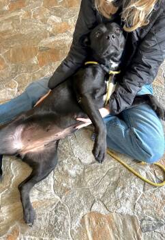 Rescue Pit Bull Terrier and American Staffordshire Terrier Dogs for Adoption in Boulder, Colorado - Blueberry | PetCurious