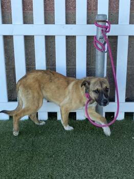German Shepherd Dog Dogs Available for Adoption - A607946 | PetCurious