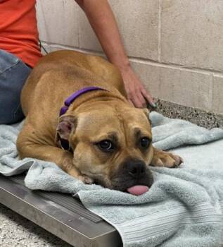 Danish -  Pit Bull Terrier and Mixed Breed Dog for Adoption in Kansas City, Missouri - Danish | PetCurious