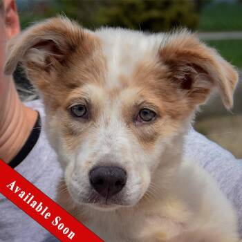 Jozie May -  Australian Shepherd and Collie Dog for Adoption in Huntley, Illinois - Jozie May | PetCurious