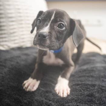 Franklin -  Boxer and Mixed Breed Dog for Adoption in Pawling, New York - Franklin | PetCurious
