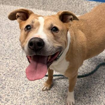 American Staffordshire Terrier Dogs Available for Adoption in Golden, Colorado - Nuala | PetCurious
