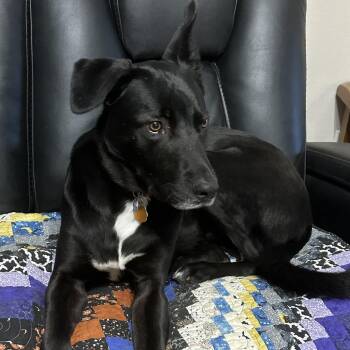 Brodie -  Black Labrador Retriever and Australian Kelpie Dog for Adoption in Hawkins, Texas - Brodie | PetCurious