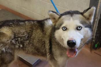 SKY -  Mixed Breed Dog for Adoption in Columbia, South Carolina - SKY | PetCurious