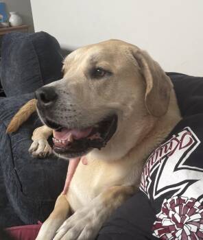 Labrador Retriever and Great Dane Dogs Available for Adoption in Lexington, Kentucky - Shiloh | PetCurious