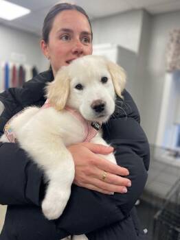 Golden Retriever and Mixed Breed Dogs Available for Adoption - Helene | PetCurious