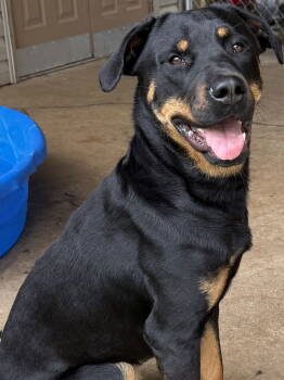 Rescue Rottweiler Dogs for Adoption in Mooresville, North Carolina - Gracie | PetCurious