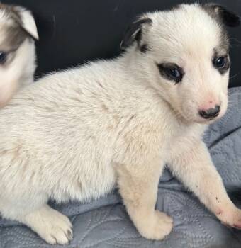 Rescue Shepherd Dogs for Adoption in Winnipeg, Manitoba - Cran | PetCurious