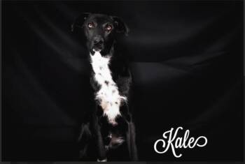 Mixed Breed Dogs Available for Adoption - Kookie **Foster Needed** | PetCurious