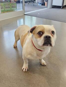 Bulldog Dogs Available for Adoption in Brooks, Oregon - Lucky  | PetCurious