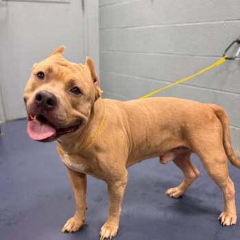 SIMBA -  Pit Bull Terrier Dog for Adoption in Greensboro, North Carolina - SIMBA | PetCurious