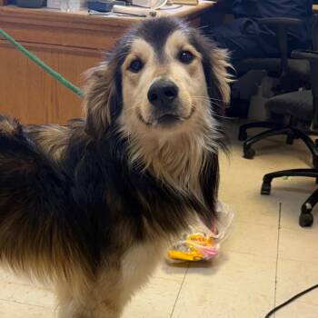 Waffle -  Anatolian Shepherd Dog for Adoption in Jacksonville, Arkansas - Waffle | PetCurious
