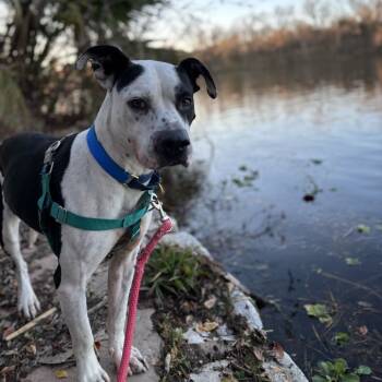 Rescue American Bulldog Dogs for Adoption in Austin, Texas - Dominic | PetCurious