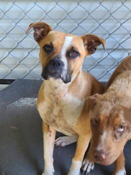 Lucrecia -  Boxer Dog for Adoption in Swainsboro, Georgia - Lucrecia | PetCurious