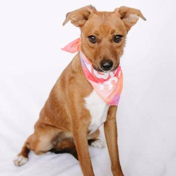 Susan *Arriving 10/24* D12759 -  Beagle and Labrador Retriever Dog for Adoption - Susan *Arriving 10/24* D12759 | PetCurious