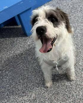 Rescue Labradoodle Dogs for Adoption in Las Vegas, Nevada - Princess Diana | PetCurious