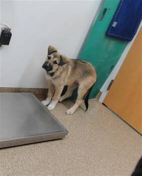 LEMON -  German Shepherd Dog and Mixed Breed Dog for Adoption in Albuquerque, New Mexico - LEMON | PetCurious