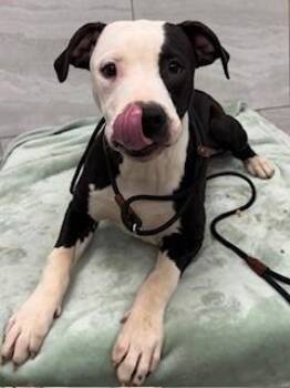 Pit Bull Terrier Dogs Available for Adoption - Fran Yrly 40 | PetCurious